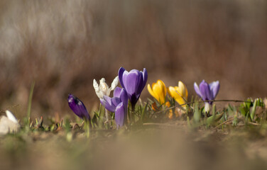 Kilka kolorowych krokusów wczesną wiosną