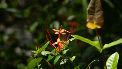 tropical flower, orange/pink in sunlight