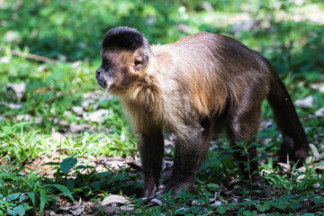 Monkey Park Brazil