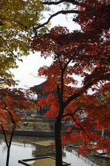 경복궁은 가을 단풍으로 아름답습니다.