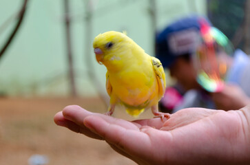 cute macaw parrot eating feed