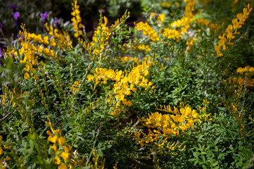 Perennial spring flowers for the garden for sale in garden shop