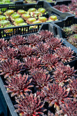 Variety of sempervivum succulent plants for garden landscape design
