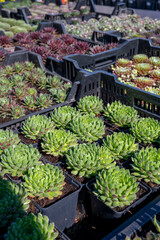 Variety of sempervivum succulent plants for garden landscape design