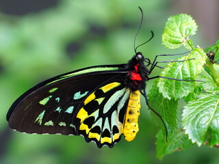 Male Queen Alexandra Birdwing Butterfly