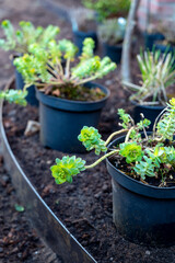 Garden reconstruction works in progress, new plants ready for planting in spring