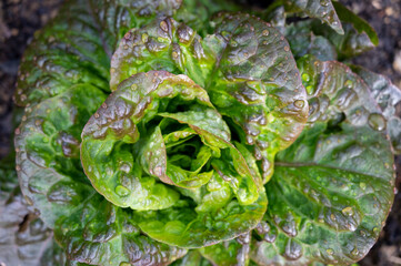 Healthy food, green leaf lettuce salad growing in eco garden