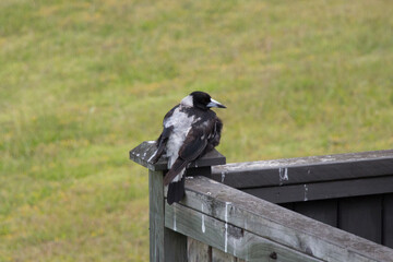 A crow perching on a wooden fence with green grass on background.
