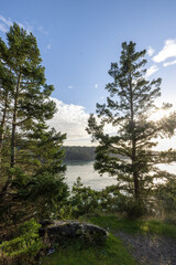 gravel path through trees over ocean inlet