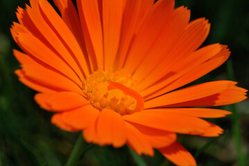 Macro fotografia de uma flor, Margarida cor de laranja