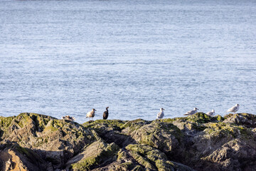 seagulls on rocky beach with ocean background