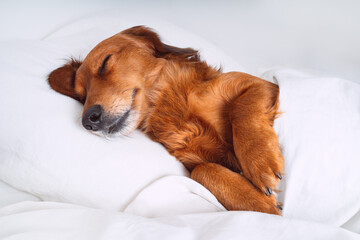 Brown long haired Dachshund or sausage dog sleeping in white bed on a pillow and under the blanket like a human. Pet friendly hotel concept