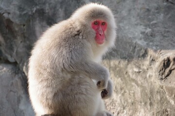 こちらを見ているサル