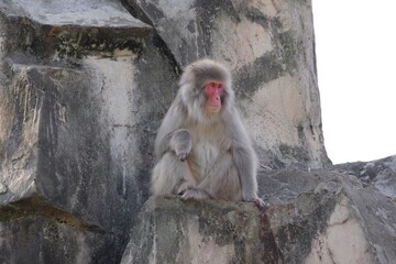 サル山で佇むサル
