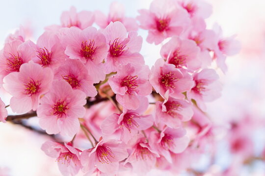 Beautiful pink cherry blossoms in the park , kawazu sakura , close up , kagawa, shikoku, japan