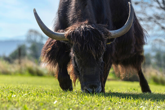 Portrait of a grazing yak cow on a pasture outdoors
