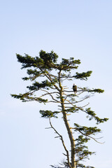 adult bald eagle perched on a branch in the top of a tree