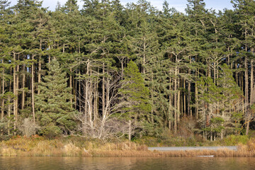 forested banks of a lake covered in tall dry grass