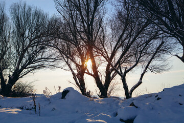 beautiful frosty tree in winter