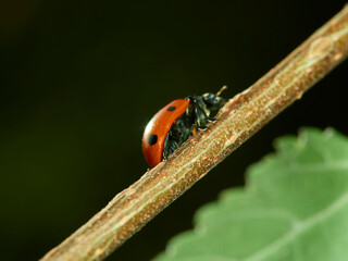 ladybug on a leaf