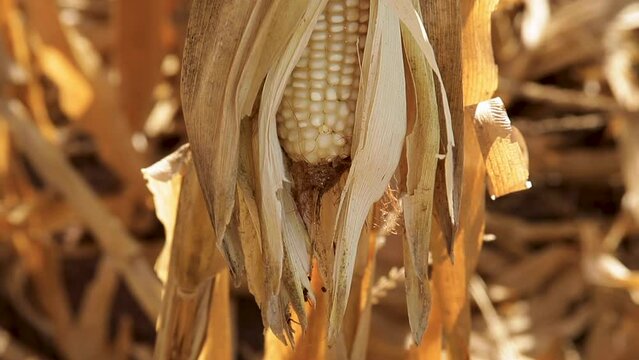 Mazorca de ma&iacute;z