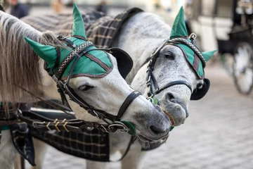 Fotobehang Horse duo in the city of Vienna, Austria. © Reipert