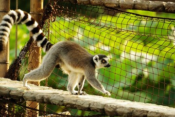 キツネザル、散歩する