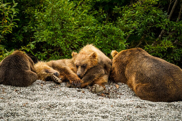 brown bear cub © Zach