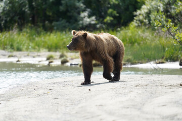 brown bear cub
