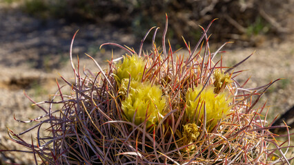 Desert Flora