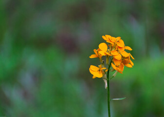 Orange flower on a green background, Western wallflower