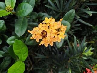 Yellow flower over green leaves