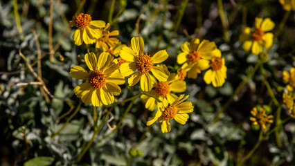 Desert Flora