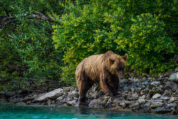 Fototapeta na wymiar brown bear cub