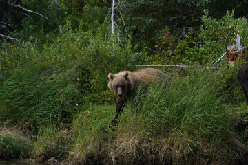 Fototapeta na wymiar brown bear cub