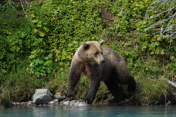 brown bear in the forest