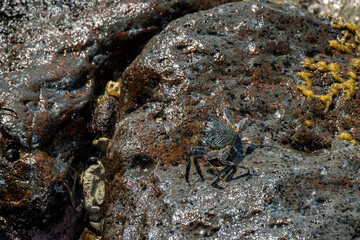 Thin-shelled Rock Crab on the coast of Hawaii
