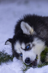 young black and white siberian husky puppy
