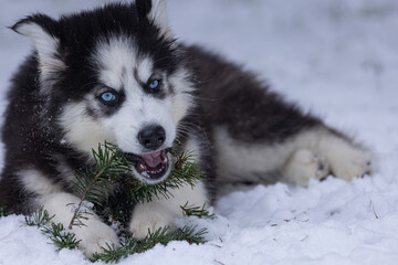 young black and white siberian husky puppy © Taya