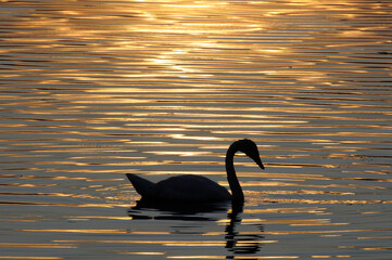 Silhouette of a Trumpeter Swan swimming in a lake at sunset.