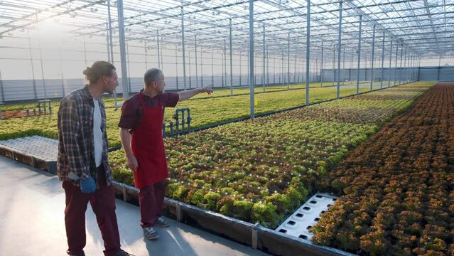 Two farmers monitoring harvest growth progress with smart hologram. Data collection and analysing by artificial intelligence. Future agro crops concept. Greenhouse