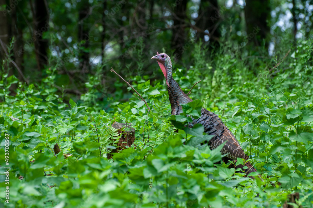 Wall mural Wild turkey hiding alone in the forest.