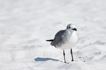 Seagull on a white sandy beach