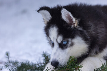 Small husky puppy with bright blue eyes laying in the snow