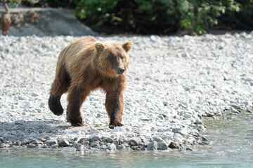 brown bear cub © Zach