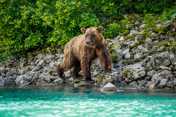 brown bear cub © Zach