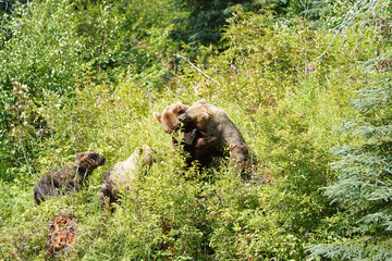 brown bear cub © Zach