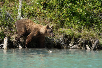 brown bear cub © Zach