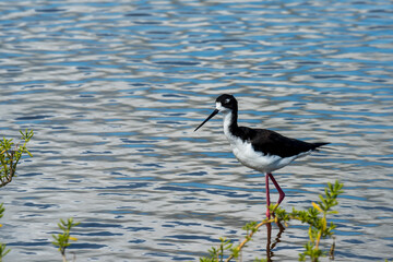 Black-necked Stilt in the Kealia Pond National Wildlife Refuge in Hawaii