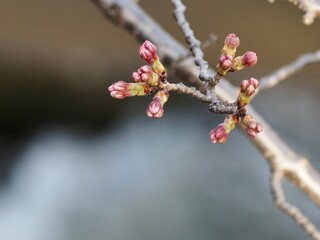 サクラのツボミ